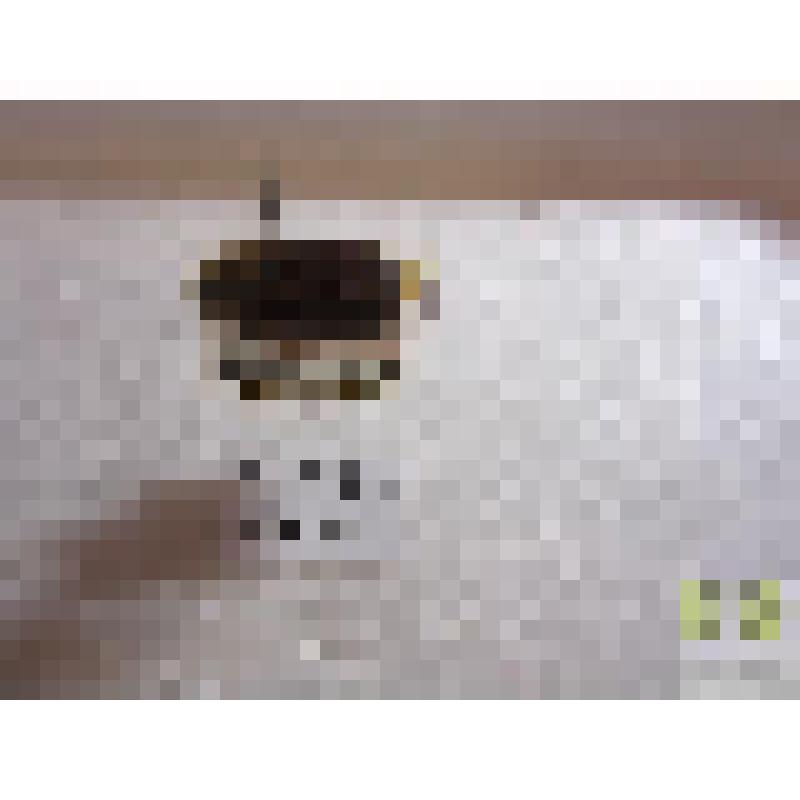 Нехрущ  июньский  (Aizotrogus solstitialis L.)