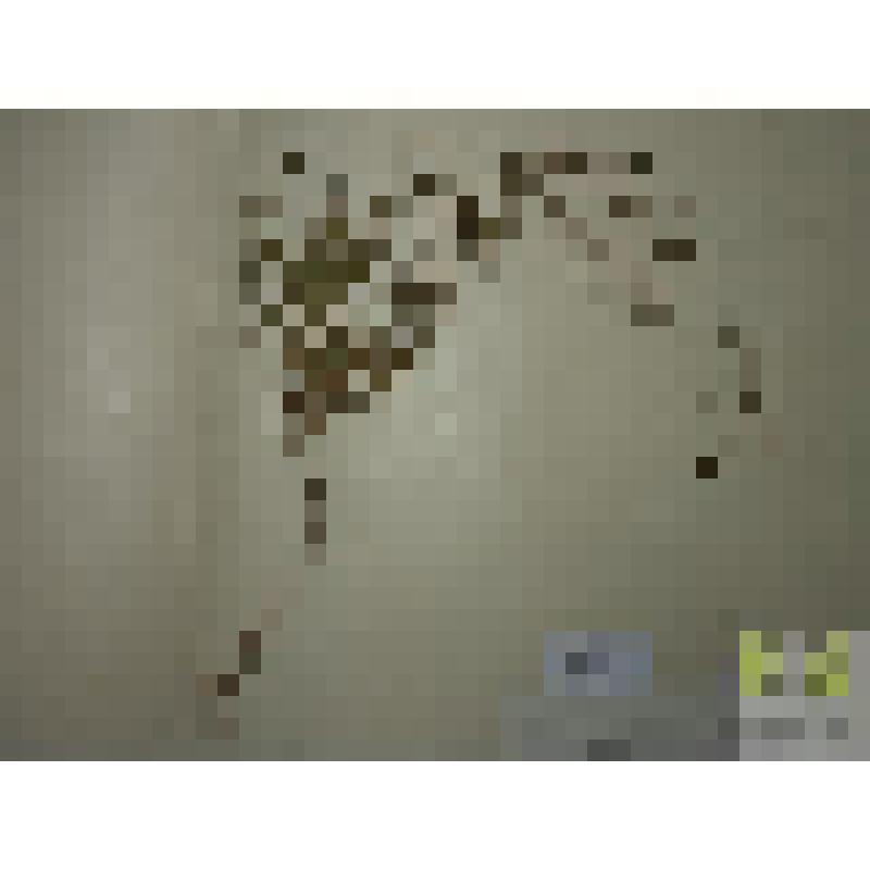 Горец вьюнковый (Polygonum convolvulus L.)