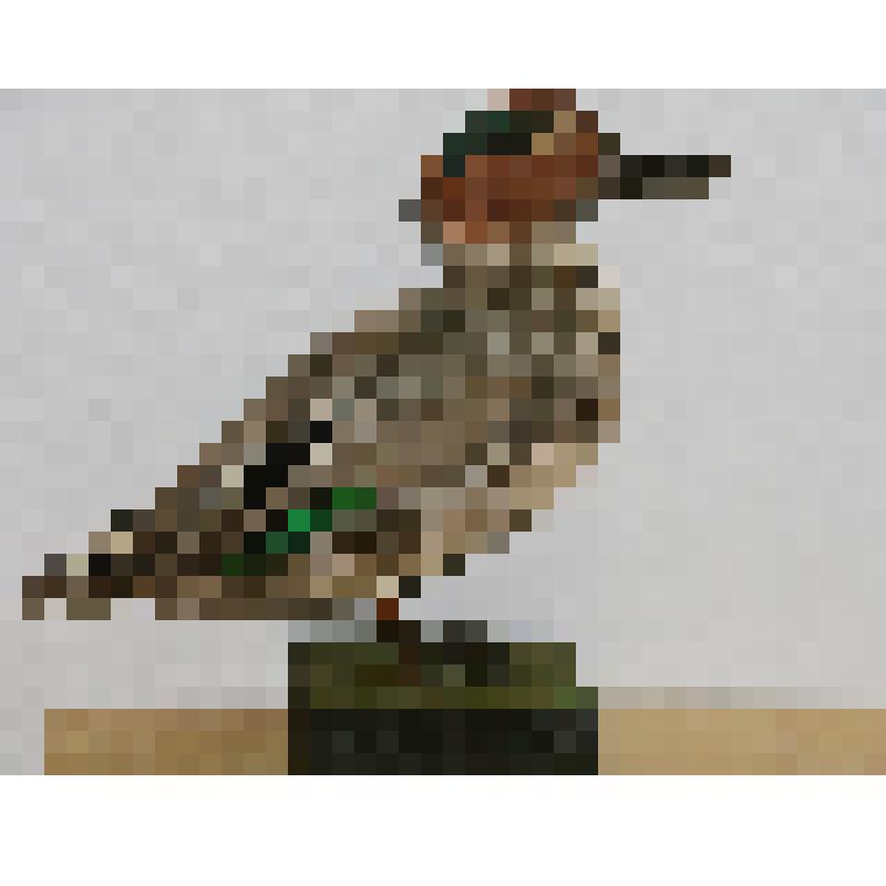 Чирок-свистунок. Чучело