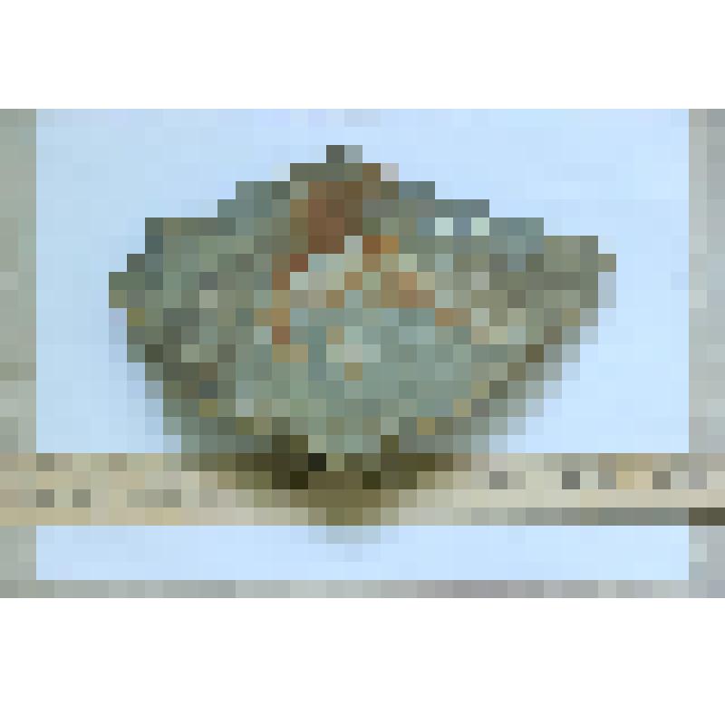 Обломок породы с отпечатками раковин