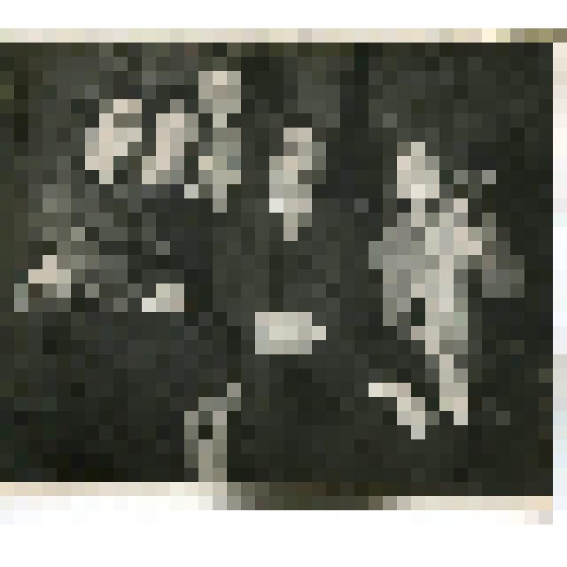 Фотография. А.В. Луначарский сидит, почти рост, фас, в центре группы