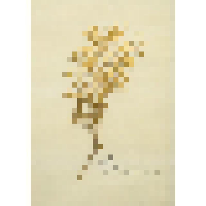 Экземпляр гербарный. Плаун сплюснутый