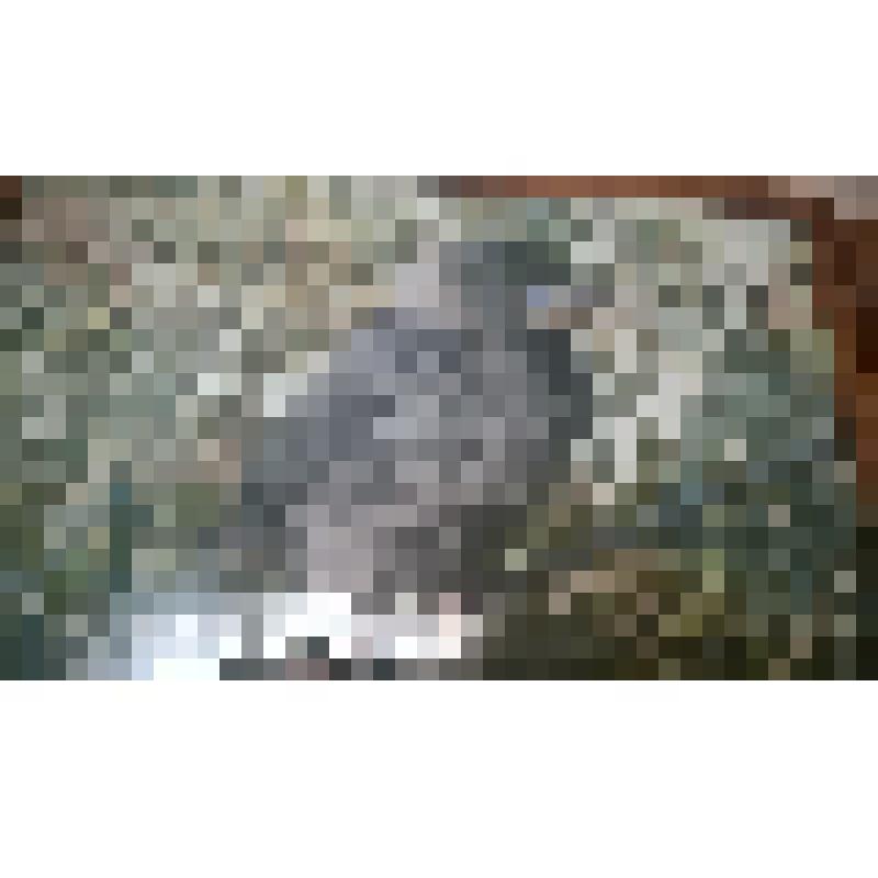 Степная Галка