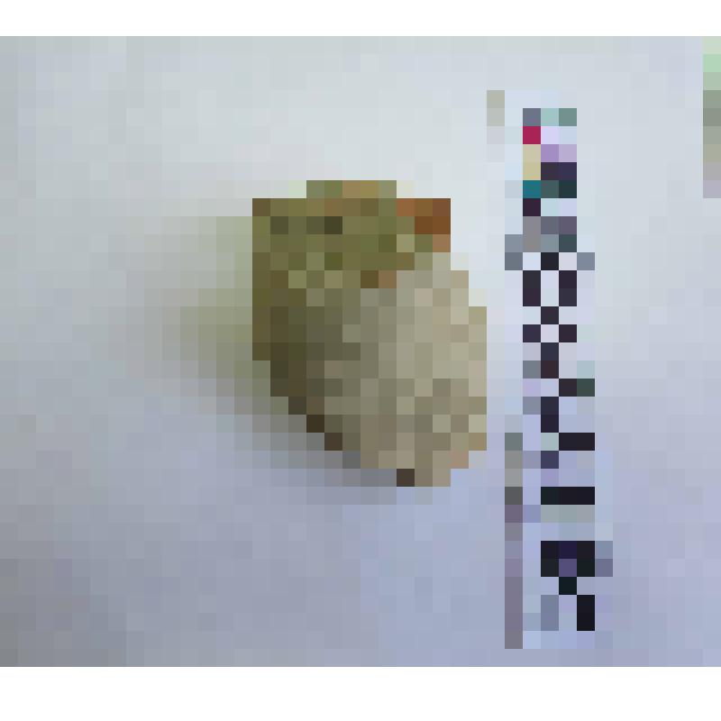 Верхняя часть горла амфоры типа У-21