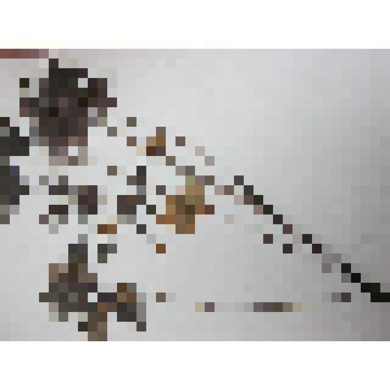 Гербарий. Купальница