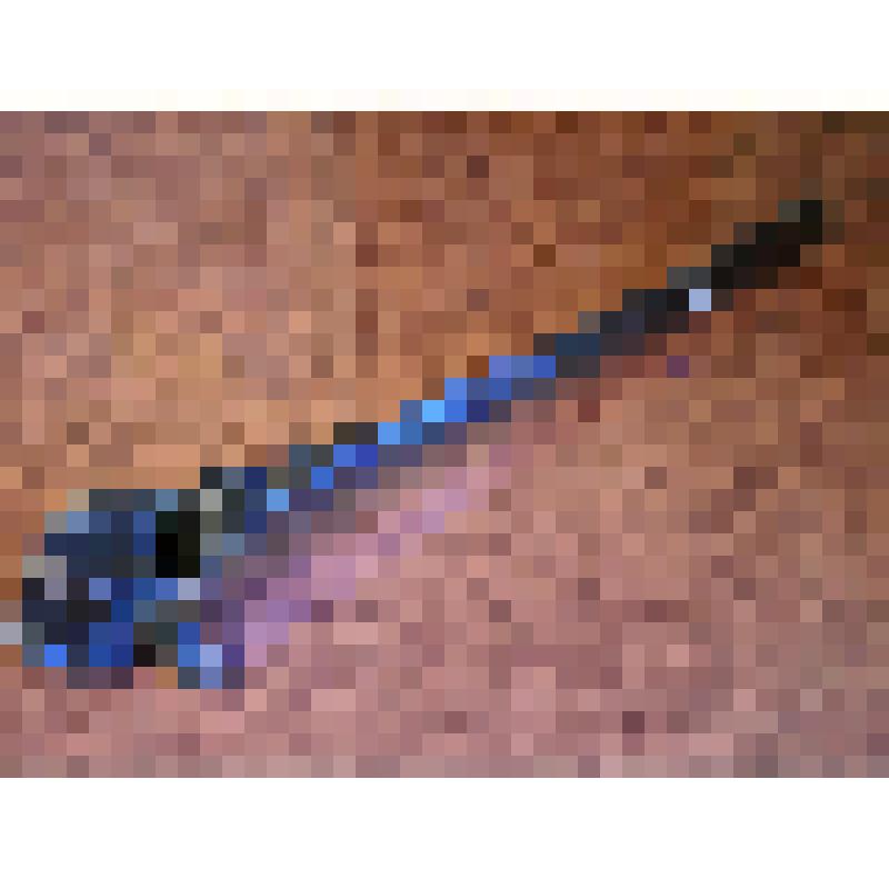 Грудной позвонок бизона