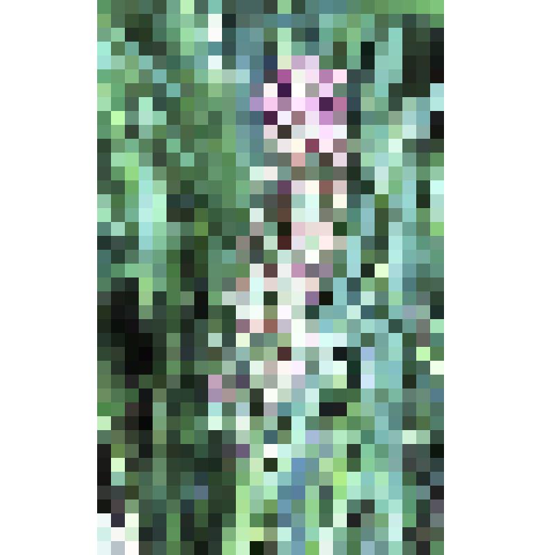 негатив. Пальчатокоренник балтийский