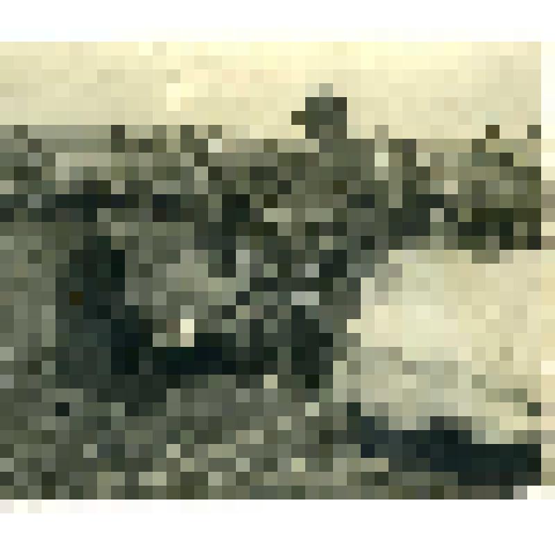 Ветеринары осматривают оленя в стаде. Фотография