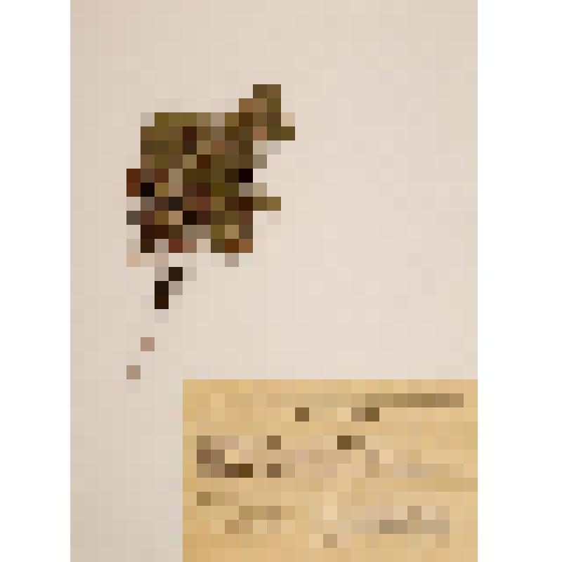 Гербарий. Арктоус японский. Arctous japonica