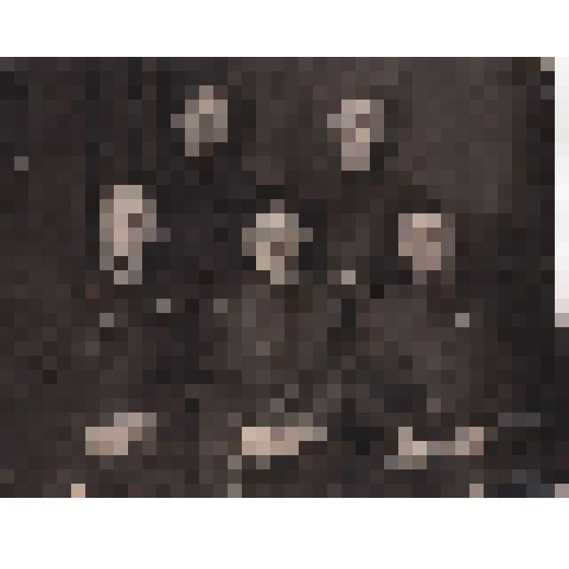 Фото. Групповой портрет. Выпускники ускоренных курсов усовершенствования командного состава при Военной академии им. М.В. Фрунзе