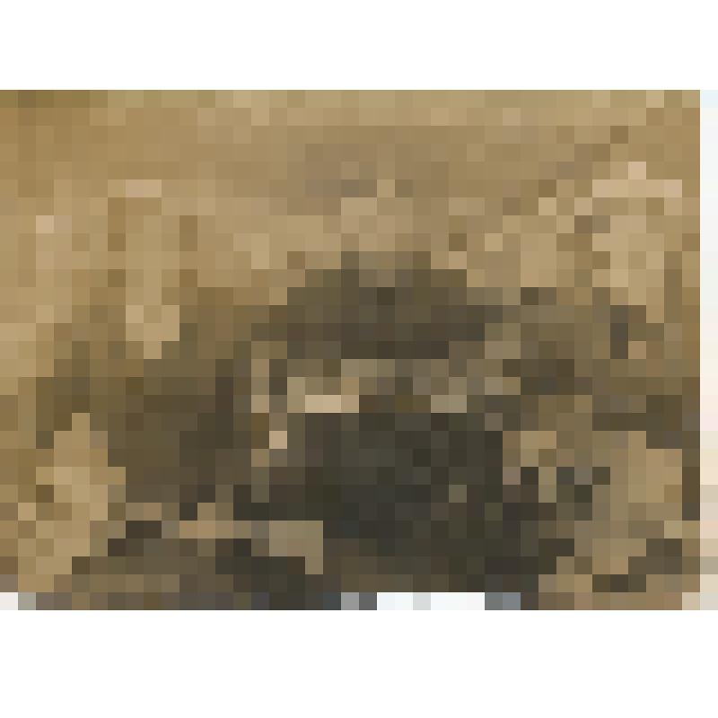 Фотография. Васильченко Василий Герасимович с дочерьми