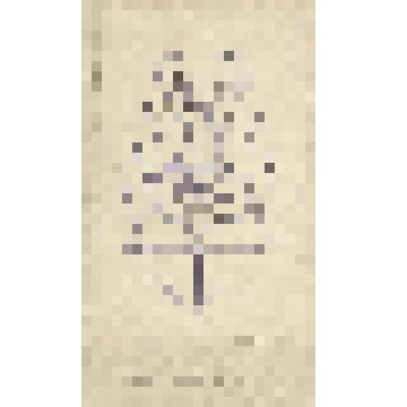 Зарисовка дагестанского орнамента на медных кувшинах. Из альбома зарисовок «Дагестанские экспедиции Шиллинга 1939-1943 гг.» Часть 1. Чеканка и гравировка на медных кувшинах в селении Гоцатль. Орнамент на железных дверных кольцах в селении Хунзах