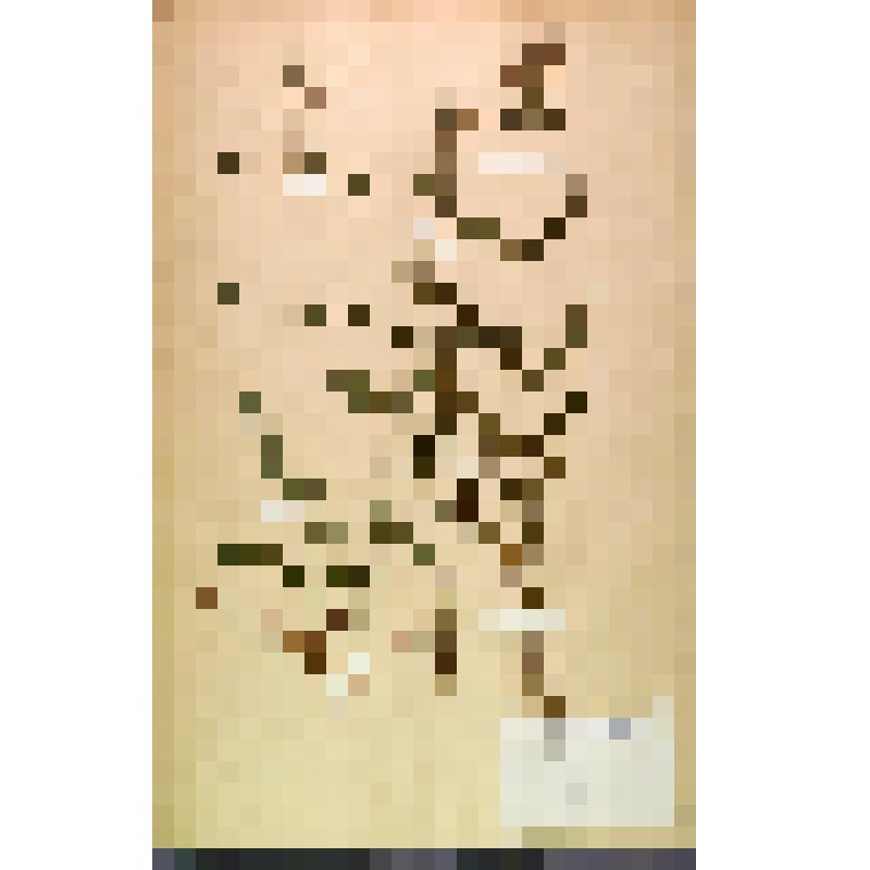 Лист гербарный. Чистец шероховатый (Stachys aspera)