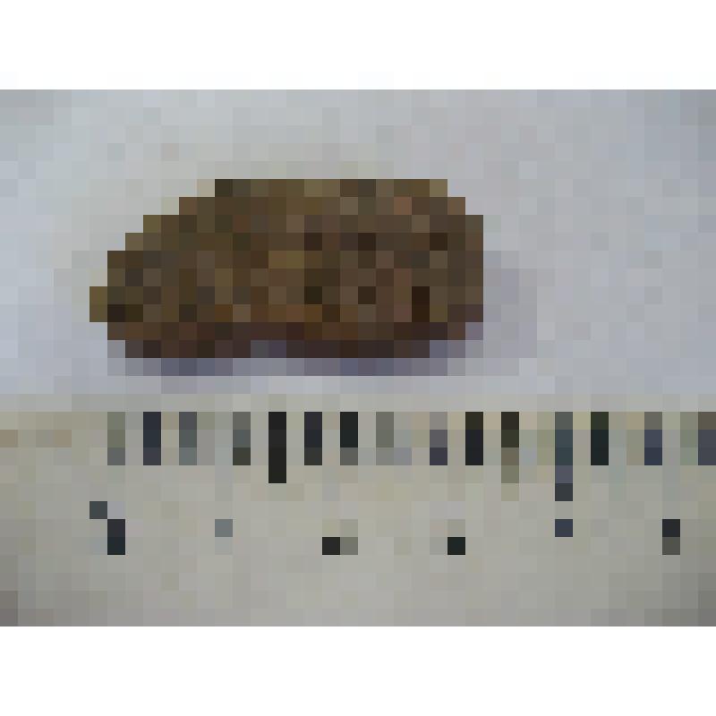 Стенка керамического сосуда неорнаментированная. Из археологической коллекции поселения Проходная Лоза (совр. Кировская область, Малмыжский район), эпоха бронзы, эпоха камня (VI-II тыс. до н.э.)