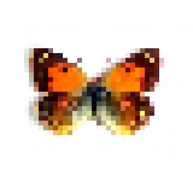 Желтушка Muso colias thisoa men,  самец, Альпика, Северный Кавказ, в Красной Книге