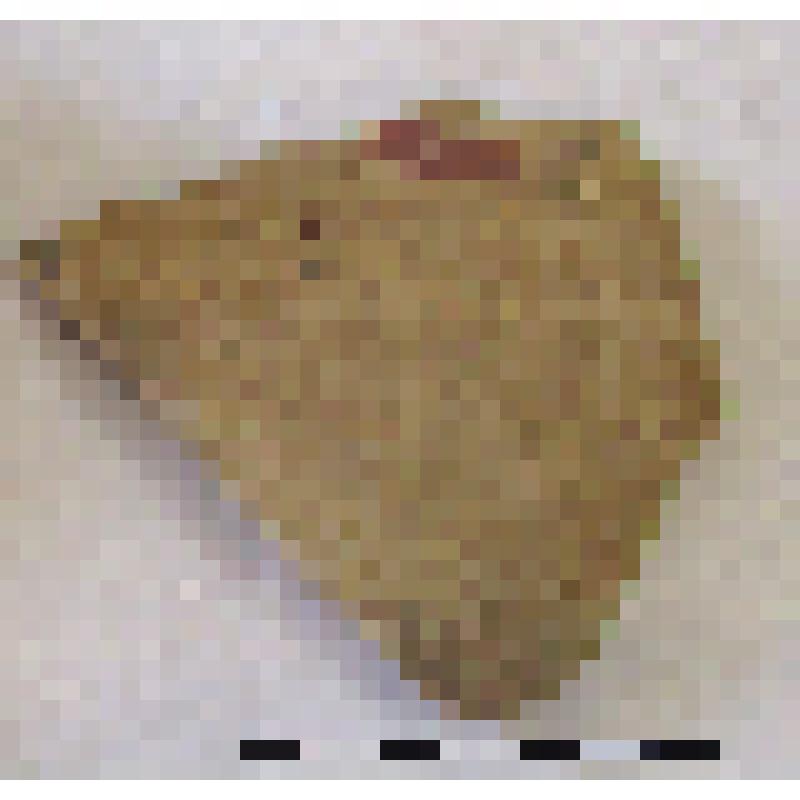 Фрагмент плеча амфоры типа D столовая с дипинти