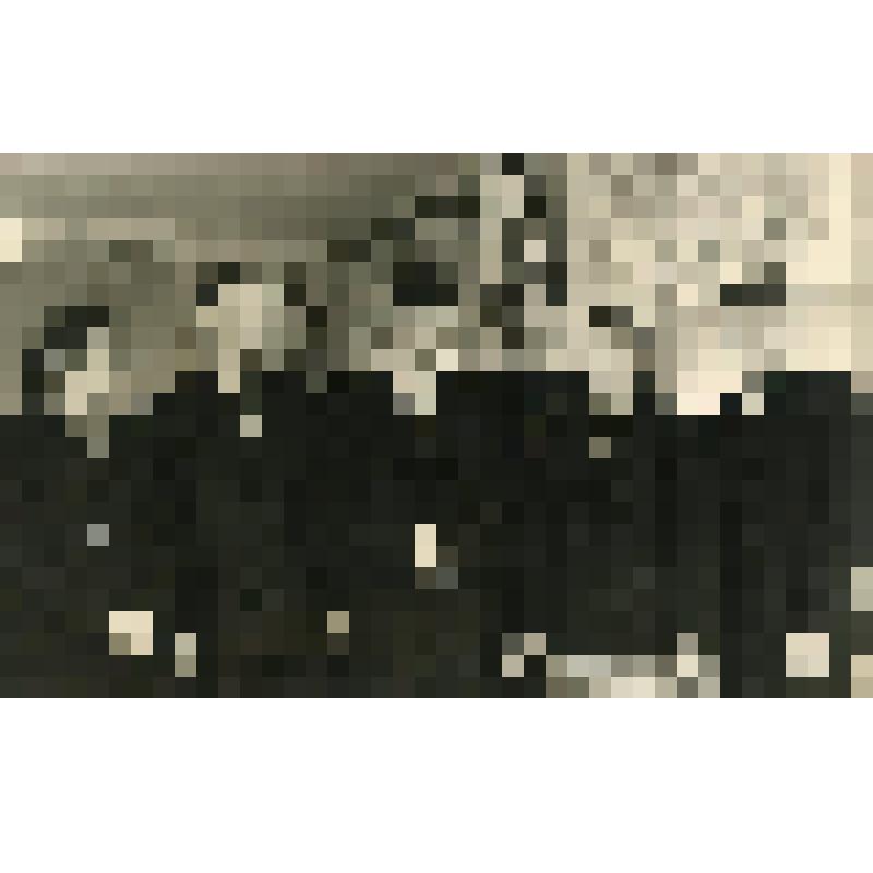 Фотография. Делегаты XII  съезда ВЛКСМ от Калининградской области