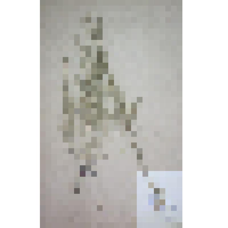 Наголоватка многостебельная Jurinea polyclonos (L.) DC