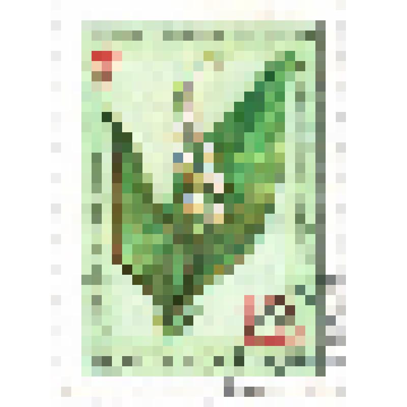 Марка почтовая. Почта СССР, 1973 год, 12 коп. Серия "Лекарственные растения"