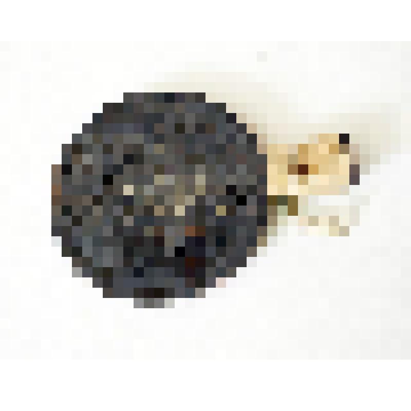 Часть формы для выпечки вафель