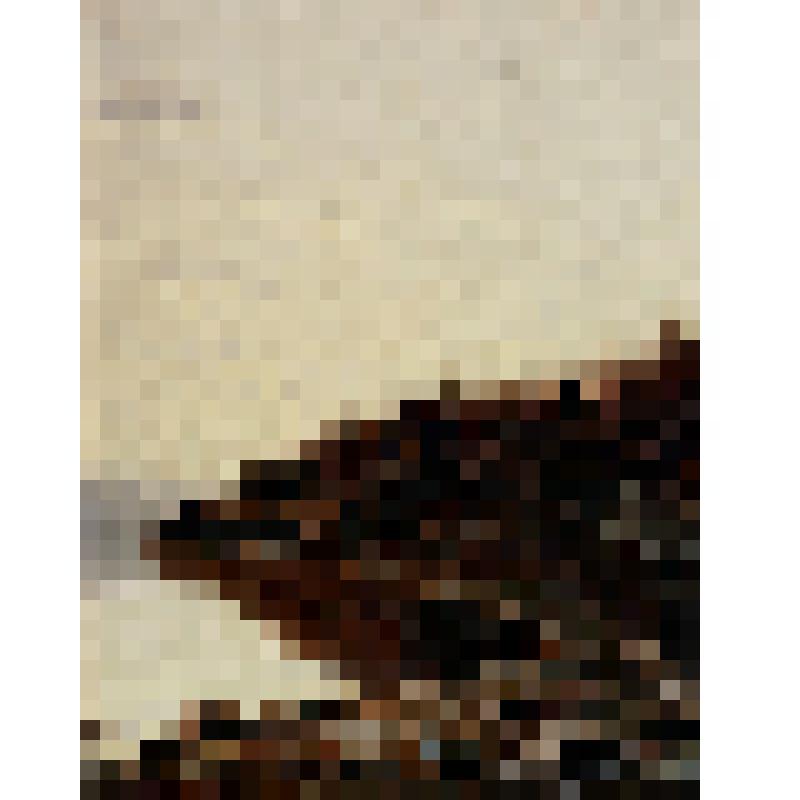 Лесистый берег