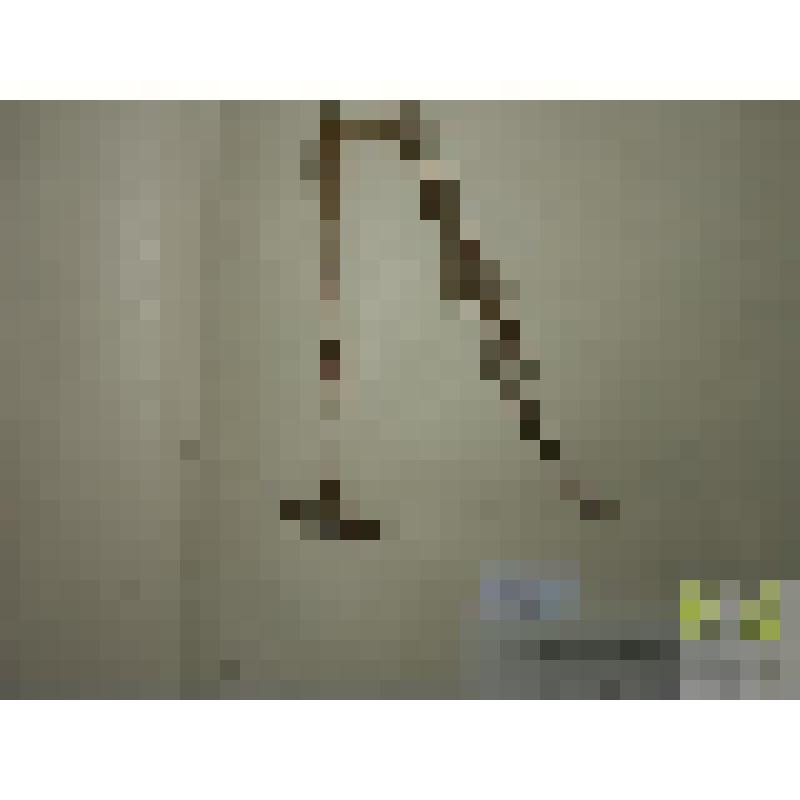 Дербенник иволистник (Lythrum salicaria L.)