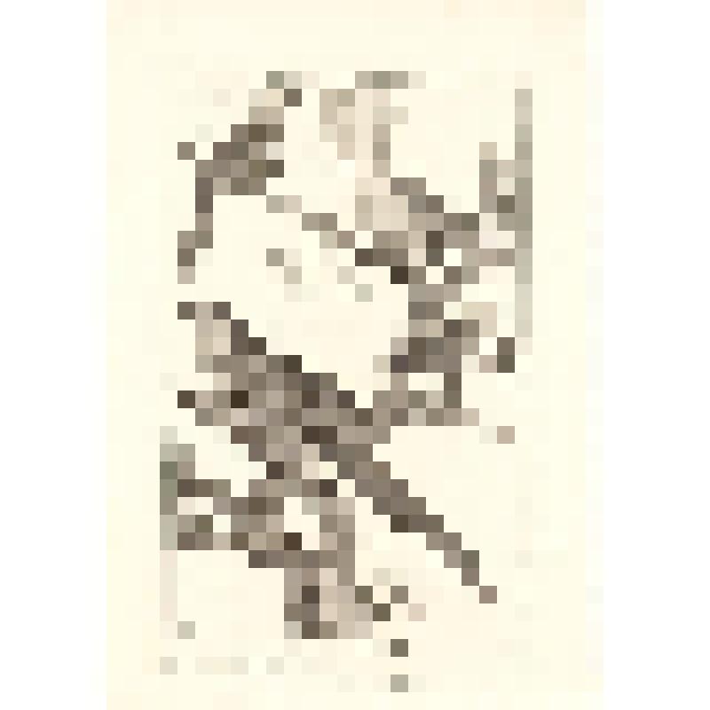 "Histoire Naturelle. Pl. XXXVIII. Fig. 1. Ara bleu de Bresil.  Fig. 2. Kakaloes. Fig.3. Perruche Rouge de Amboine Fig.4. Lory des Philippines. " AB sc. Гравюра