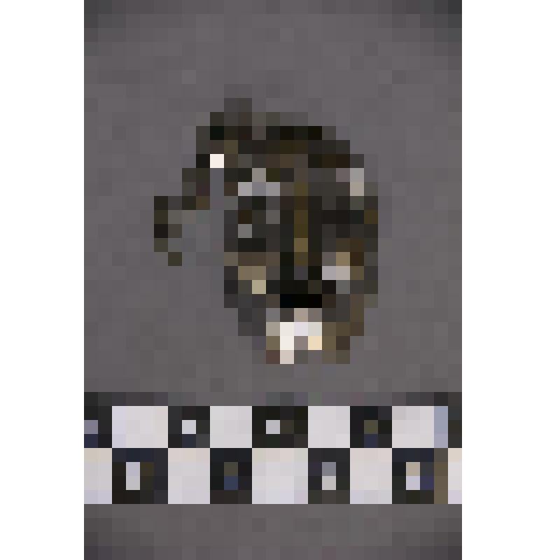 коллекция В.Ф. Лагодича. Талисман на металлической пластине в виде лица человека. С прорезанными глазами ноздрями и ртом. С обратной стороны припаяна металлическая пластина. В правой части к ней крепится кольцо и короткая цепь (7 звеньев)