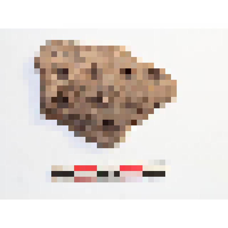 Фрагмент венчика сосуда с ямочным орнаментом