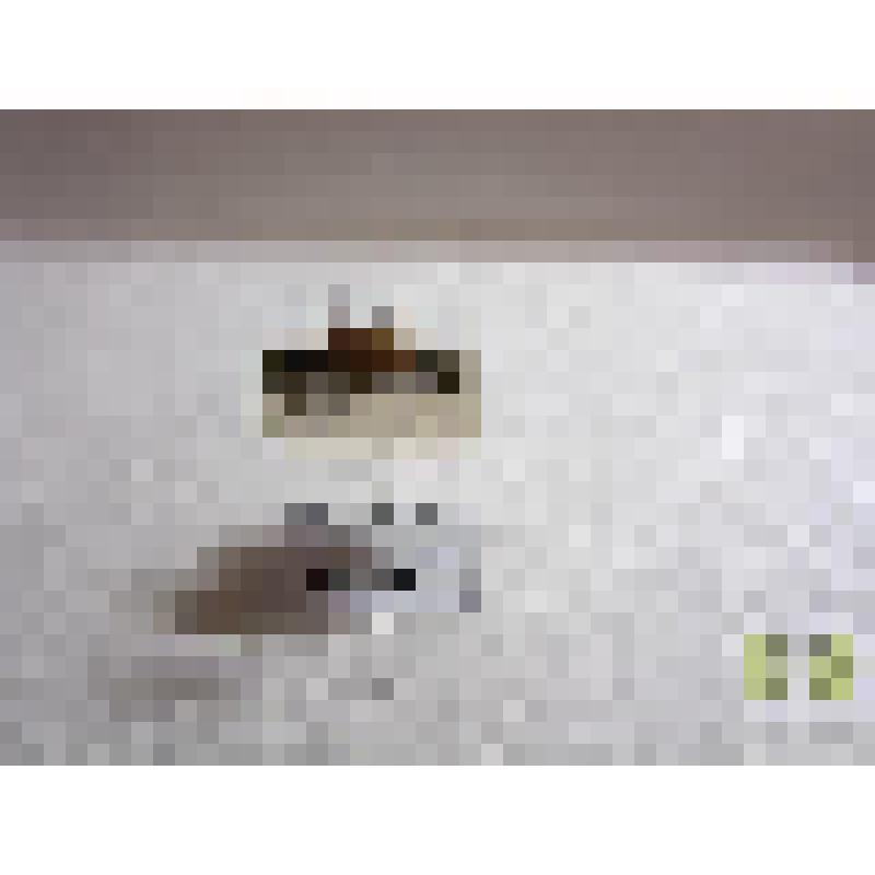 Усачик соснового сухостоя  (Gnathacmacups pratensis Lakh.)