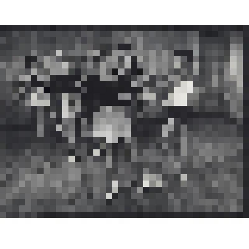 Фотография. Учащиеся 3-го класса Новосибирского хореографического училища на занятиях, педагог Воронина А.М