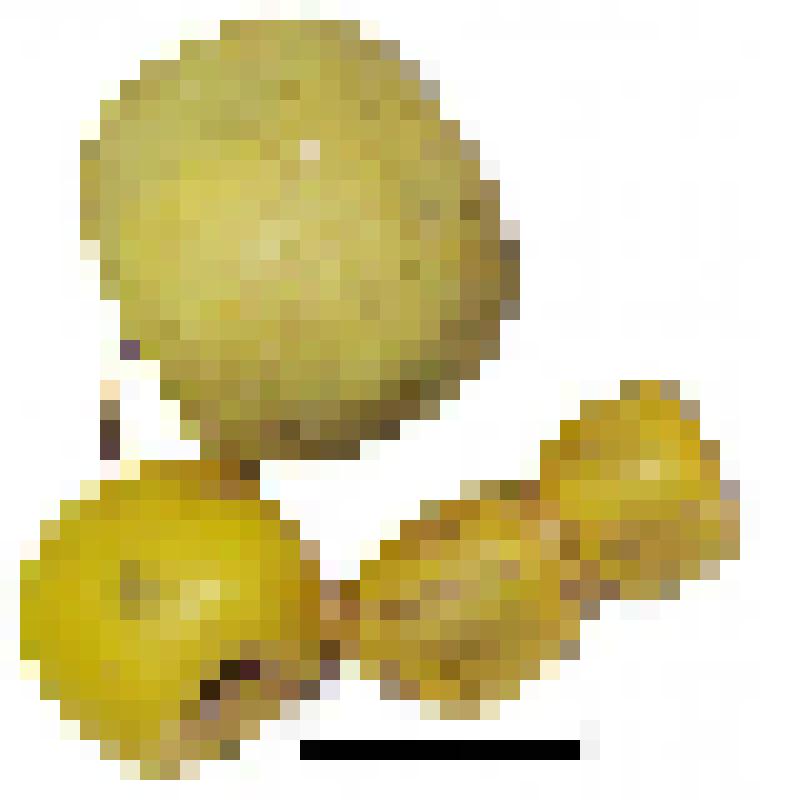 Низка желтых бус