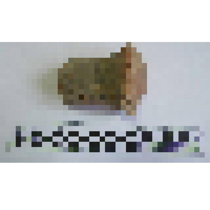 Ручка амфоры типа Зеест 72