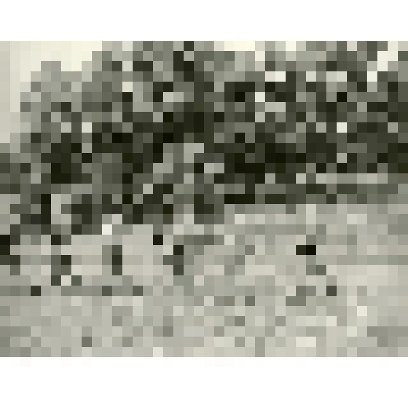 Фотография ч/б. Занятие по строевой подготовке в военно-спортивном лагере «Нахимовец»