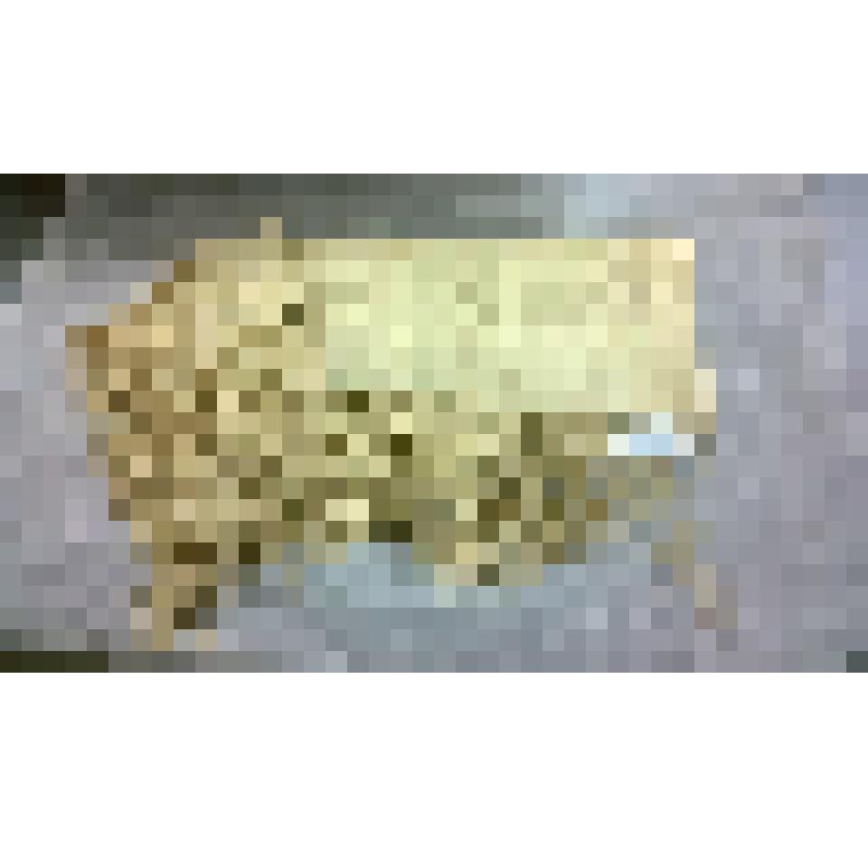 Шаль. Принадлежность не установлена