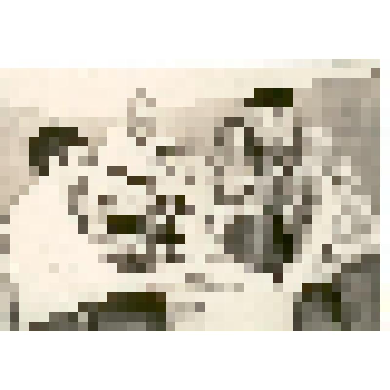 Фотография. Хохлов С.С. с молодыми сотрудниками В.С.Тырновым и Г.С.Козловым, из коллекции материалов Хохлова Сергея Спиридоновича (1910-1974), саратовского ученого-генетика, доктора биологических наук, профессора, зав.кафедрой генетики и дарвинизма СГУ