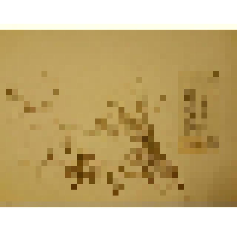 Гербарий. Звездчатка злаковидная. Из гербария "Флора Ингрика"