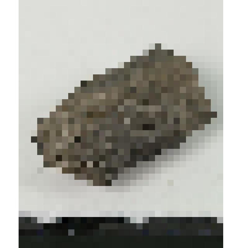Палеонтологический образец. Фрагмент губки. Pachyascus lopatinensis Geras