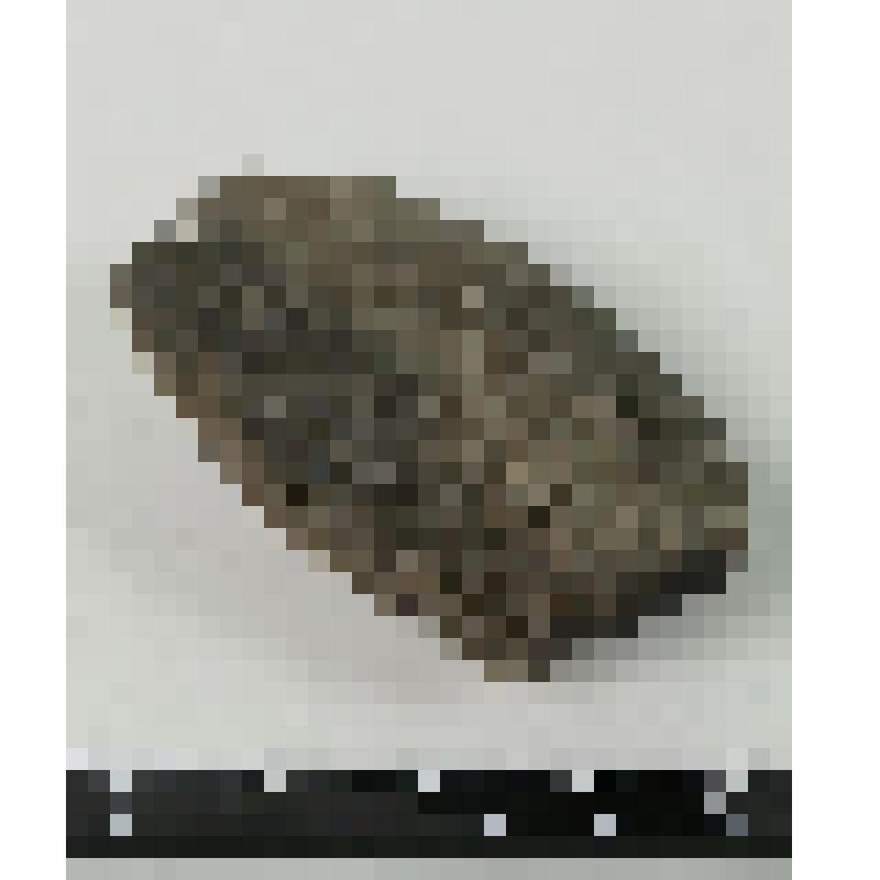 Палеонтологический образец. Фрагмент губки. Pachyascus lopatinensis Geras