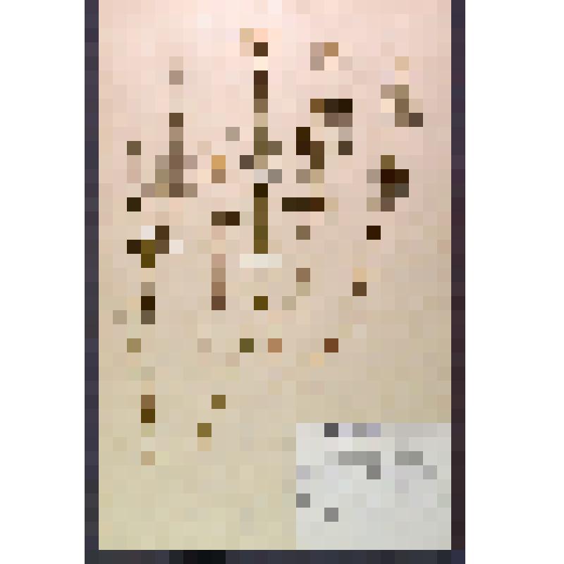 Лист гербарный. Донтостемон гребенчатый (Dontostemon pectinatus)