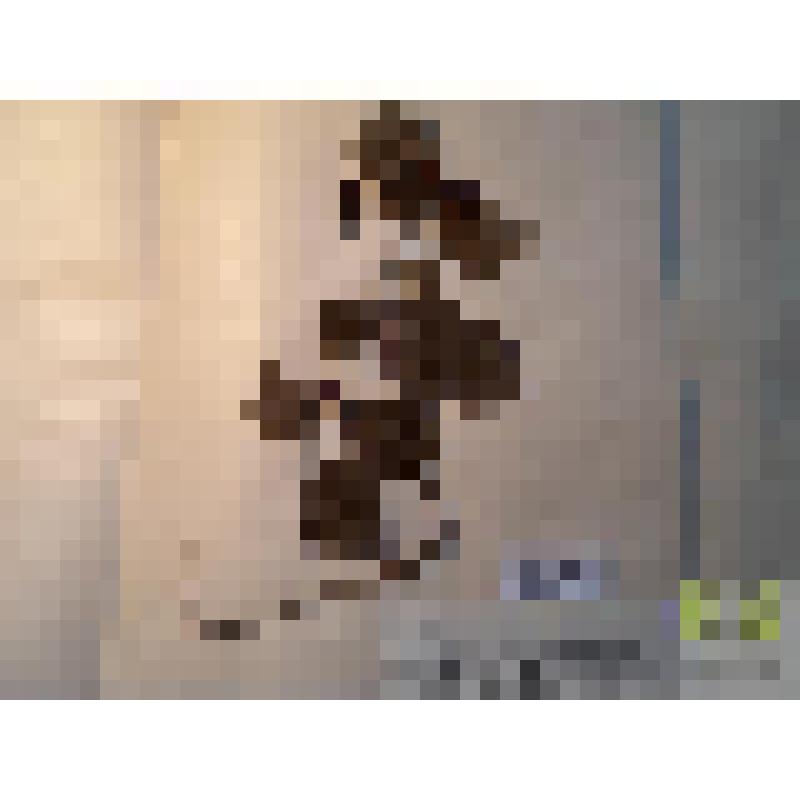 Боярышник колючий (Crataegus oxyacantha L.)