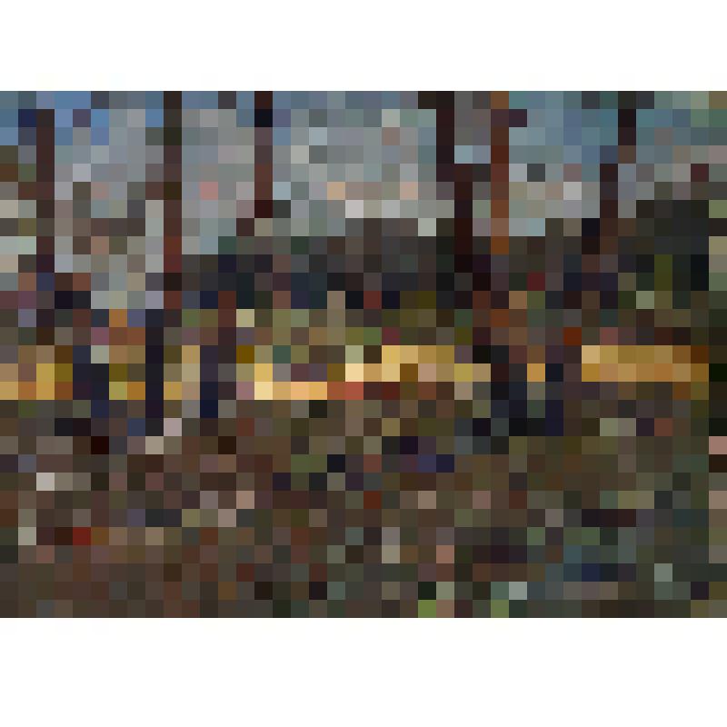 Опушка леса. Солнечный день