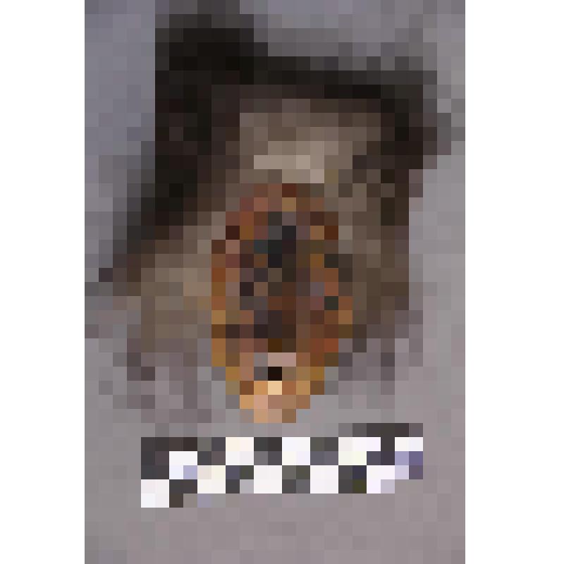 коллекция В.Ф. Лагодича. Талисман на металлической пластине в виде лица человека. С прорезанными глазами, ноздрями и ртом. В меховом головном уборе