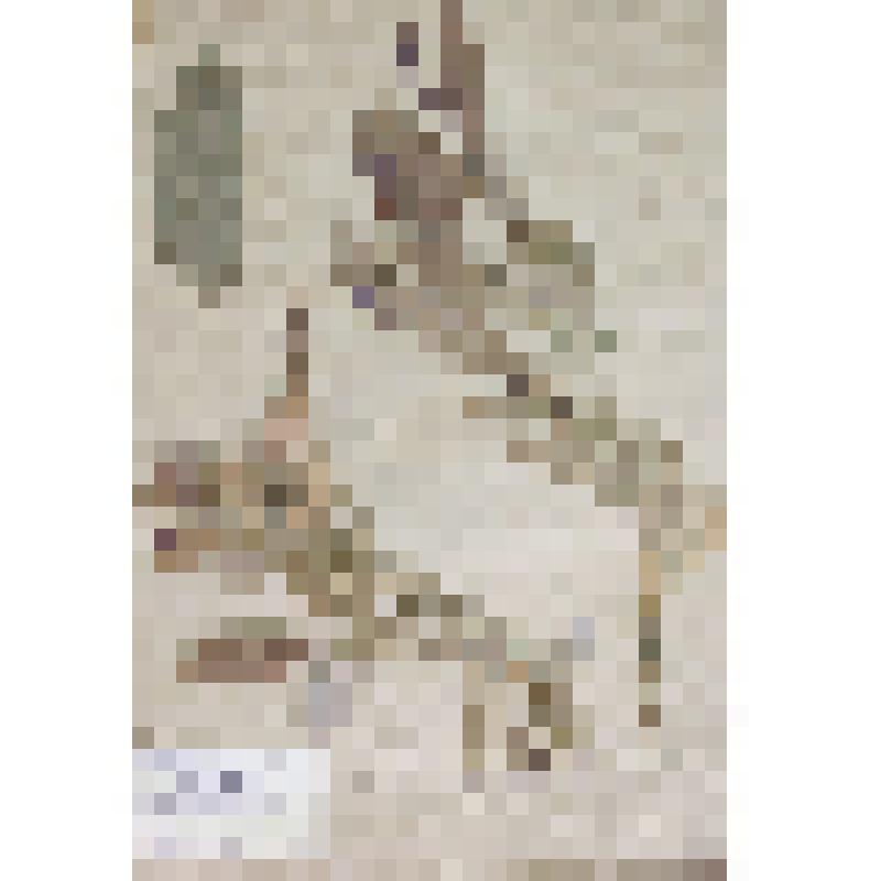 Ива трехтычинковая (болотная) Salix triandra L
