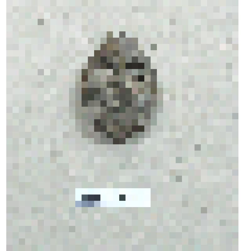 Нагрудный штурмовой танковый знак