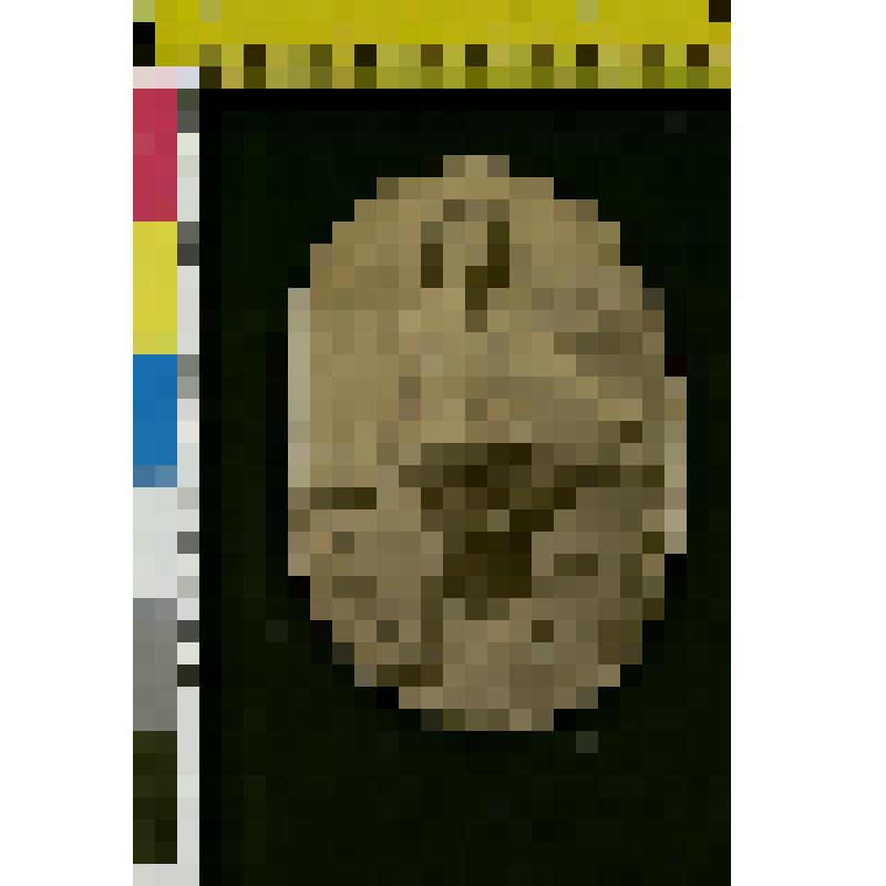 Фотография: Портрет Ивана Львовича Толстого (1888-1895)