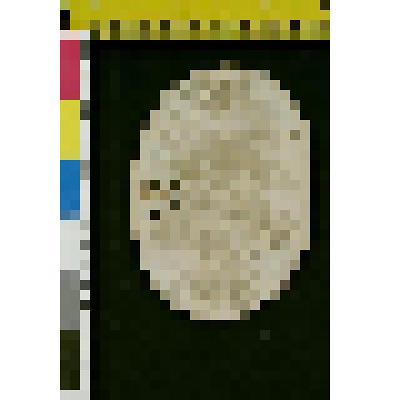 Фотография: Портрет Ивана Львовича Толстого (1888-1895)