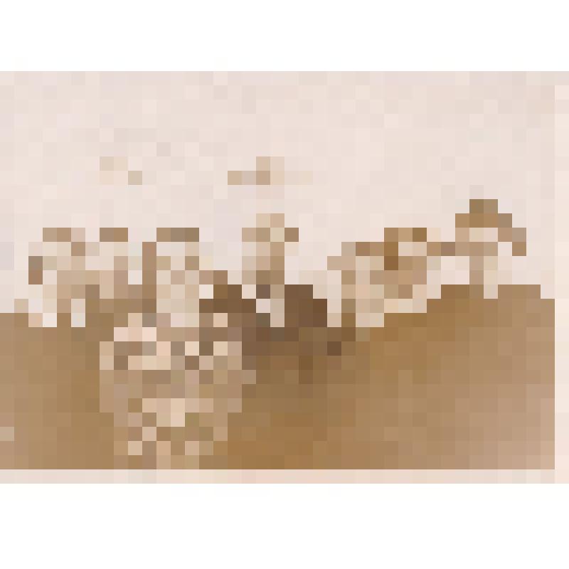 Фото. Групповой портрет. Константин Федорович Павлов с учащимися Старооскольского геологоразведочного техникума