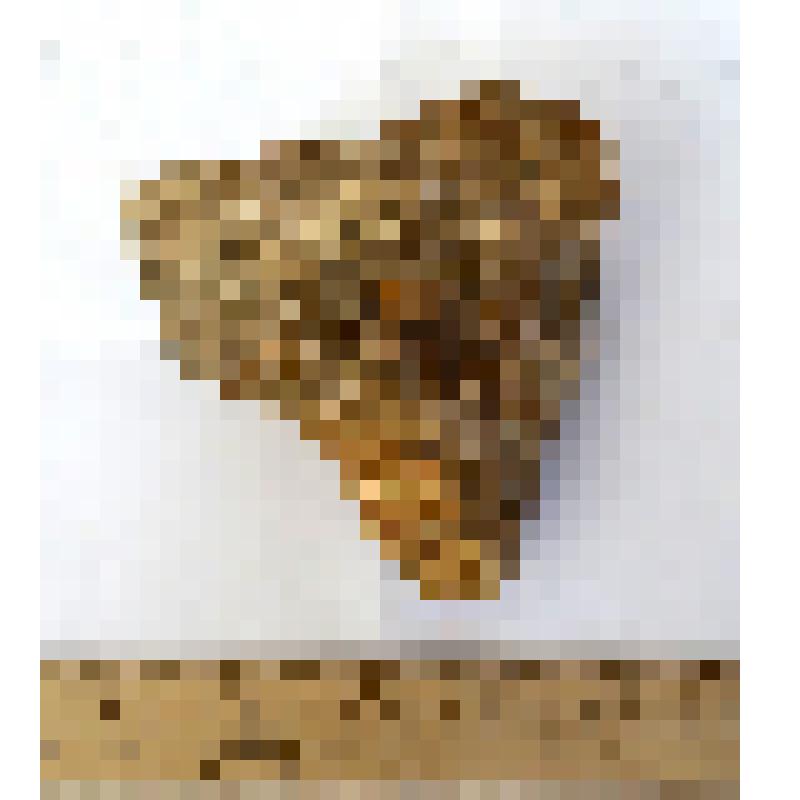 Проксимальный обломок правой лучевой кости radius dex таманского слона Archidiskodon meridionalis tamanensis