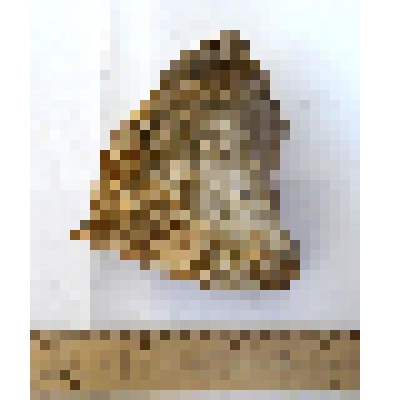 Проксимальный обломок правой лучевой кости radius dex таманского слона Archidiskodon meridionalis tamanensis